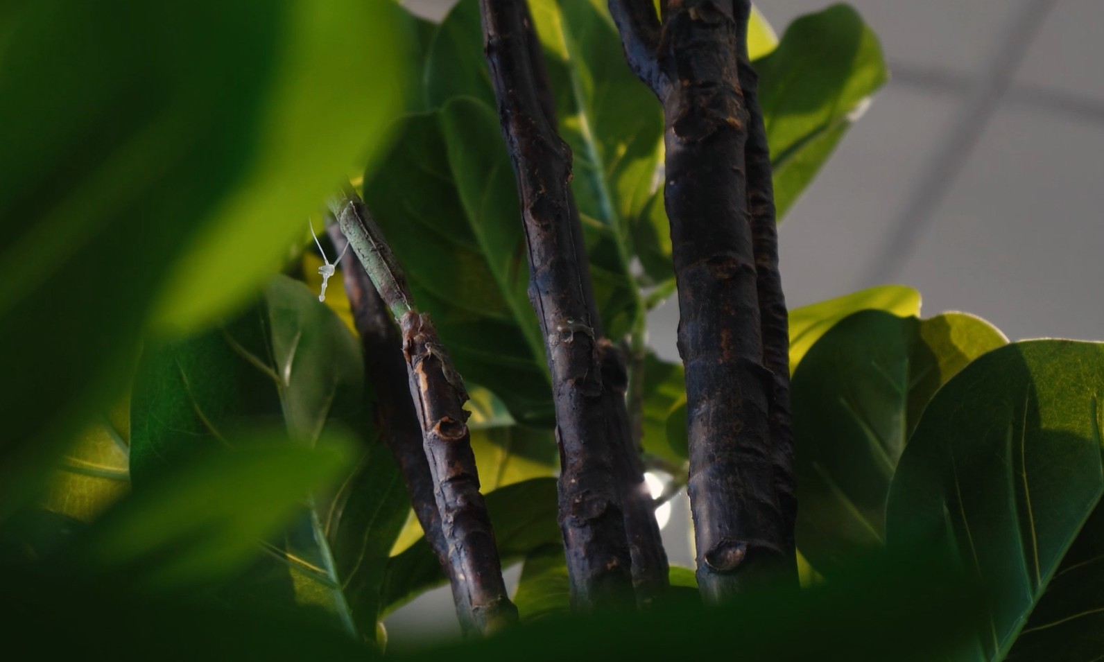 Plantas Artificiais