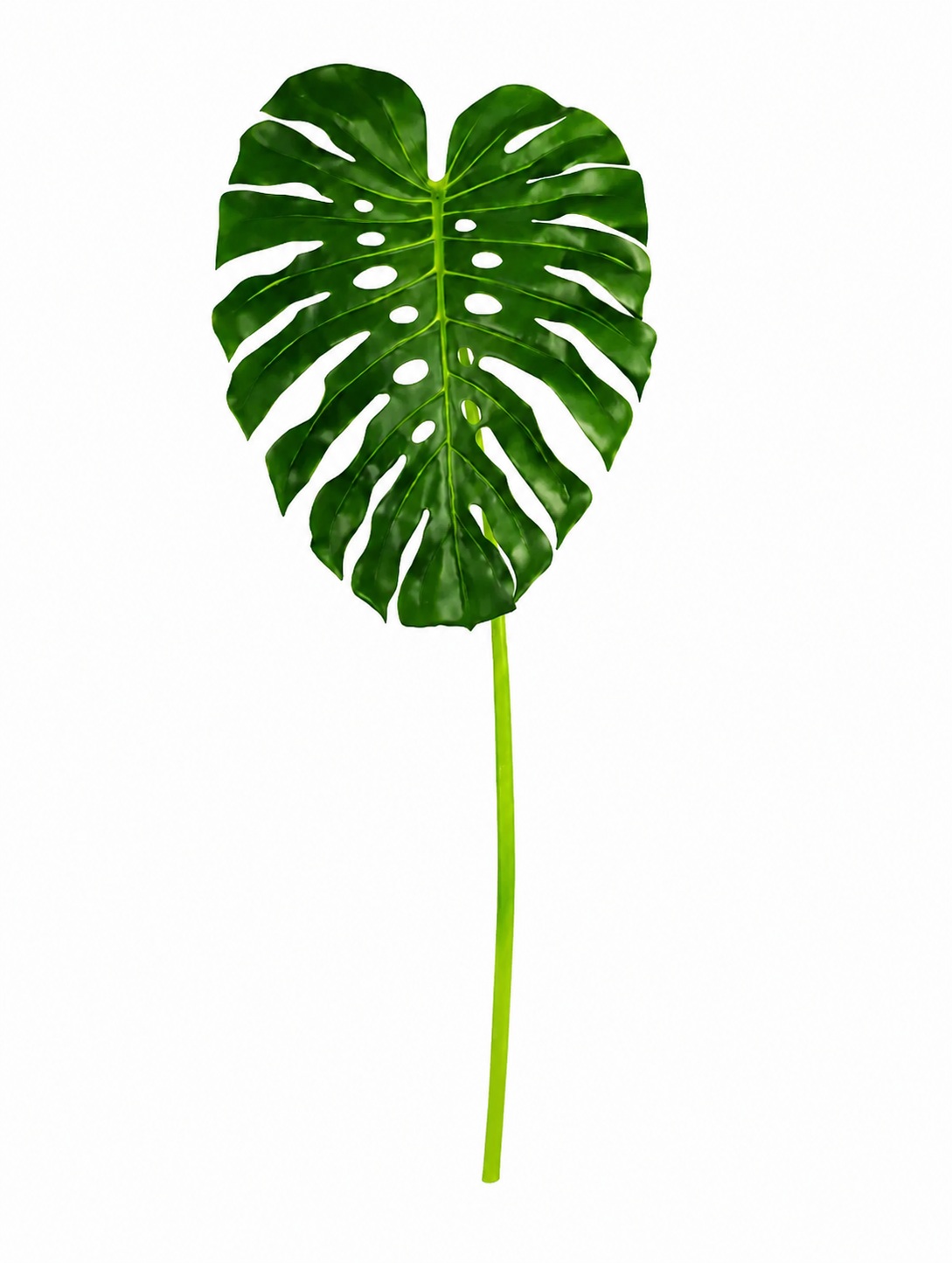 Costela de Adão – Folha de Costela Luxo – 125cm