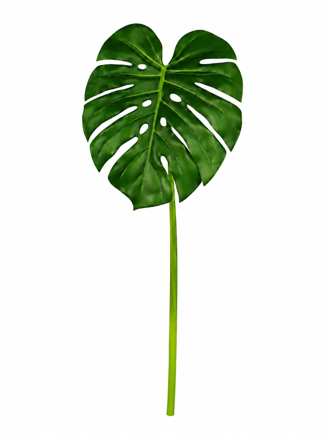 Planta Costela de Adão - Haste 85cm